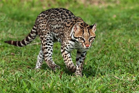 Ocelot .